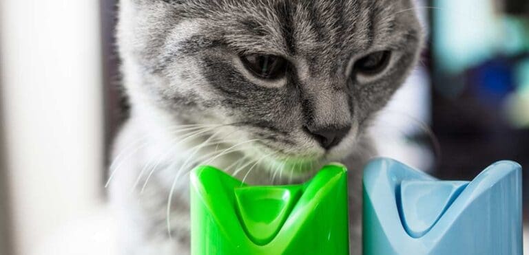 A cat checks out air fresheners
