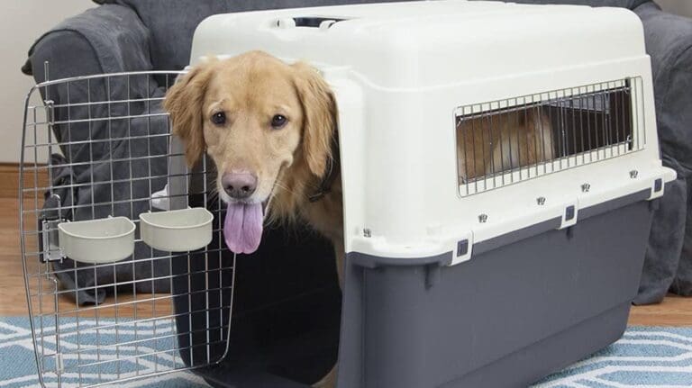 Removing odors from Dog crates