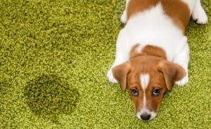 removing pet odors from dog urine