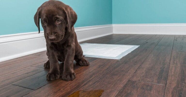 A puppy pees on a wood floor