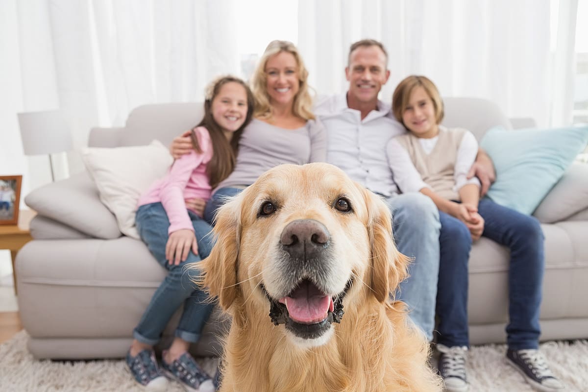 a dog golden retriever picture and a happy family sitting on a couch in background.