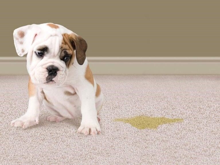 a puppy peed on carpet and sitting sad beside looking at pee stain.