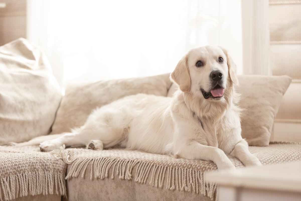 a white dog sitting on the couch.