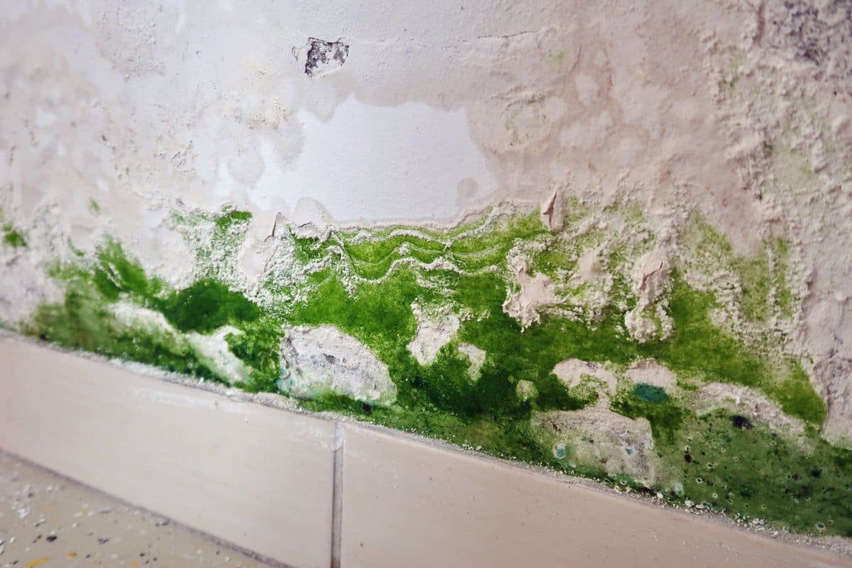 green mold on the wall.