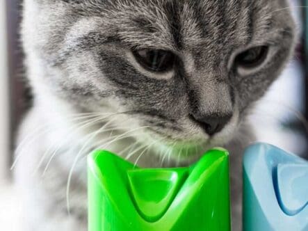 A cat checks out air fresheners