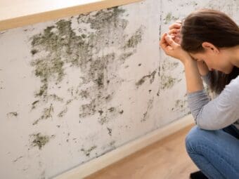 When mold appears in your Maryland home, call the OdorPros.