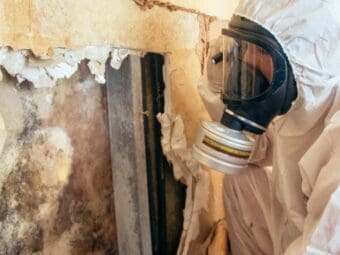 Mold inspection is essential to thorough removal
