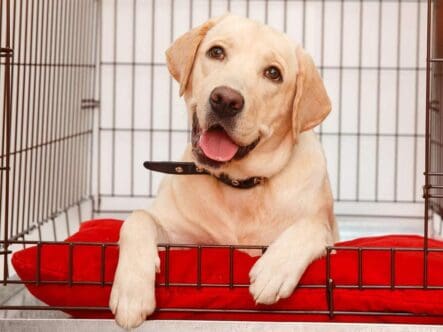 Removing odors from pet bedding