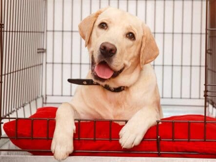 Removing odors from pet bedding
