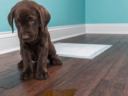 A puppy pees on a wood floor