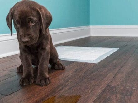 A puppy pees on a wood floor