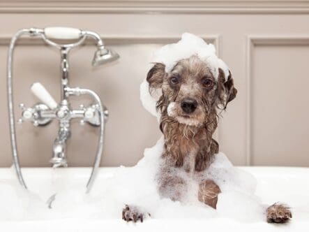 regular bathing your dog can reduce pet odors